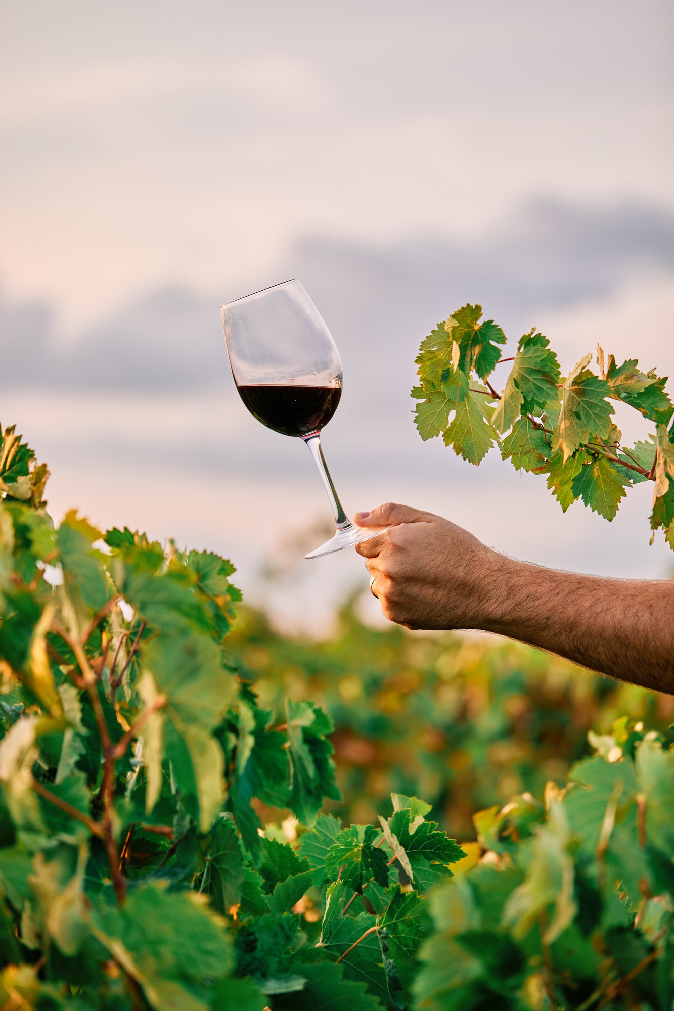 Mendoza Vendimia Wine Festival